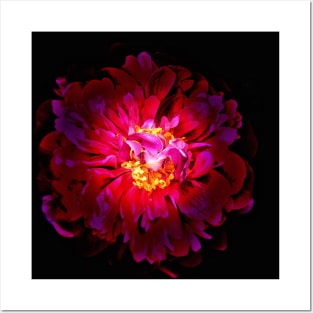 Red Peony Flower Posters and Art